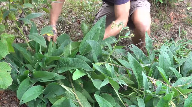 Close-up shot of man hands cutting fresh green Russian comfrey foliage with hedge shears