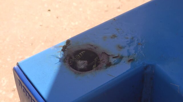 Wasp nest infestation inside metal garden furniture for household pest control and extermination concept