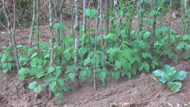 Medium shot of young pole bean vines climbing natural wooden stake supports in garden bed