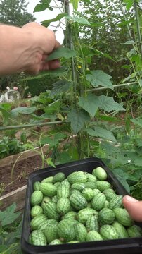 Vertical shot of gardener hand picking fresh cucamelons ( Melothria scabra fruits ) from vine trellis and placing them in container
