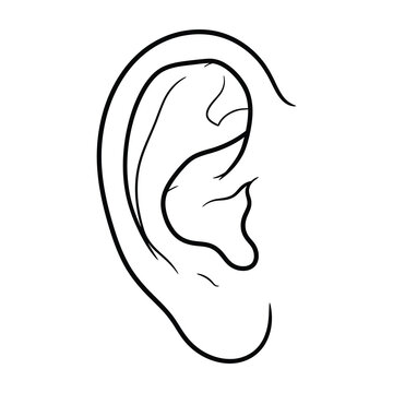 Human ear outline sketch showing anatomy details for medical and biology education