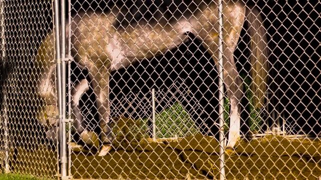 close up of playful horse digging around in the dirt
