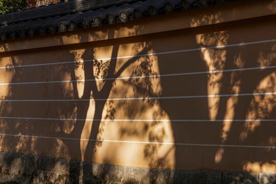 京都の寺院の土塀に映る秋の木々の影
