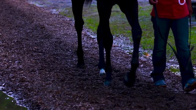 Close up of thoroughbred horse walking on a muddy path at the track