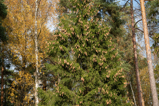 Evergreen spruce with numerous cones grows among golden deciduous trees in an autumn forest. Conifer branches, seasonal woodland, natural contrast, forest vegetation and fall landscape.