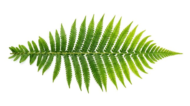 Fresh green fern frond with intricate symmetrical leaves and detailed patterns isolated on white background
