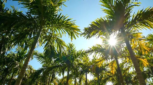 vegetation Looking up at green palm tree fronds swaying gently in the breeze as bright sunlight flares through the canopy against a clear blue sky