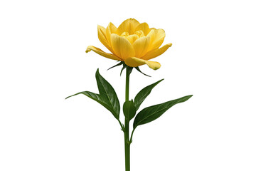 Fototapeta premium Modern yellow daisy flower cutout