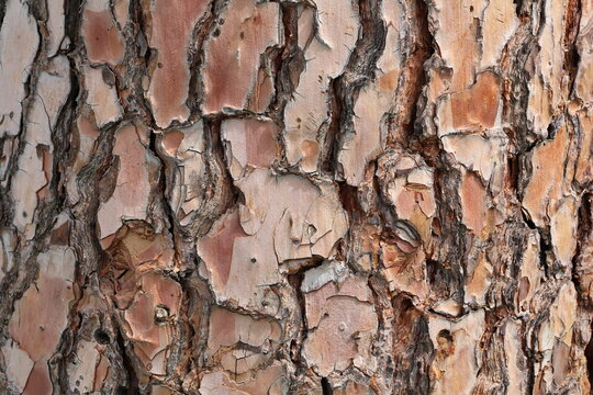 Bark of pine tree as a background. Close-up.