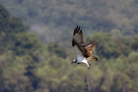 Osprey, Pandion haliaetus, flying with wings raised and powerful talons extended against a softly blurred natural landscape