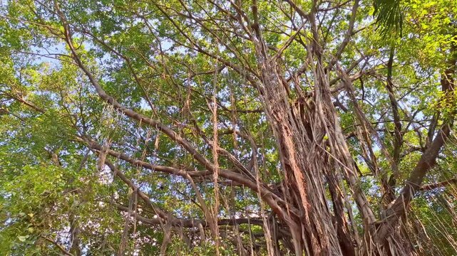 A banyan tree with its aerial roots and a clear blue sky. A video shot from the trunk right up to the top of the tree and the blue sky. Filmed in a lush urban forest park. Ideal as a natural backdrop 