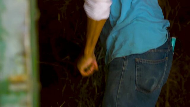 Close up of worker shoveling hay in a barn stall for horses
