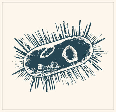Retro rod shaped bacterium rendered in scratchy ink engraving style, showing fimbriae bristles, cytoplasm texture, and a dark nucleoid region inside the cell body.