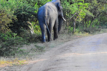 Giant Sri Lankan Wild Tusker © Nuwantha