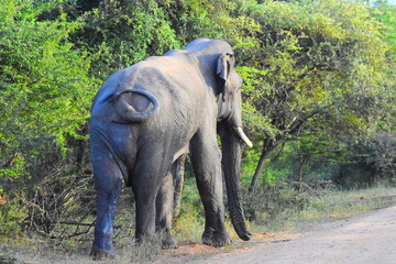Giant Sri Lankan Wild Tusker © Nuwantha