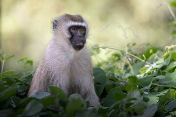 portrait of a Vervet monkey © Adi