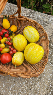 Frisch geerntete Tomaten und Zitronengurken im Korb aus dem eigenen Garten