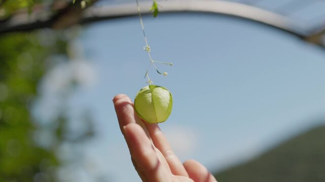 Hand Touching Balloon Vine Fruit Against Blue Sky