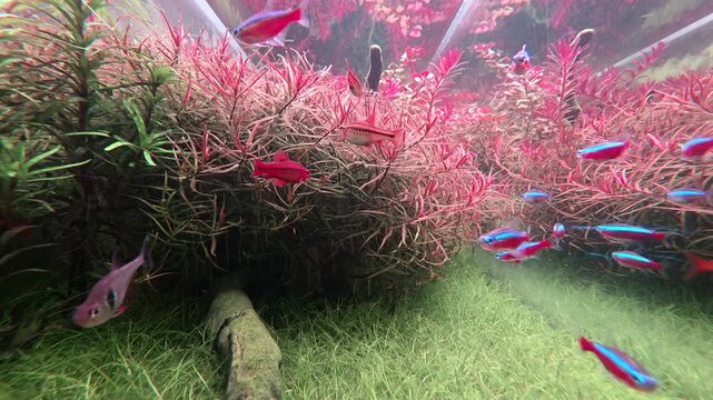 Onate aquarium with neon tetra and other fresh water tropical fish swimming lively in habitat with abundant foliage. A serene and tranquil sight experience.