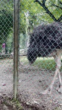 ostrich walking away near the fence metal, flightless bird routine in the zoo