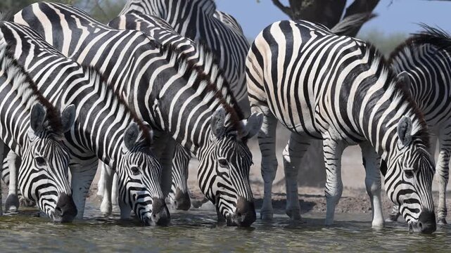Herd of zebra drinking at Kalahari waterhole