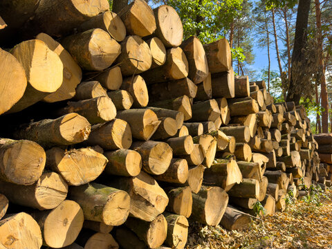 Row of cut timber logs in sunny forest. Large stack of harvested wood stems sits on leaf covered ground beside green tree trunks.