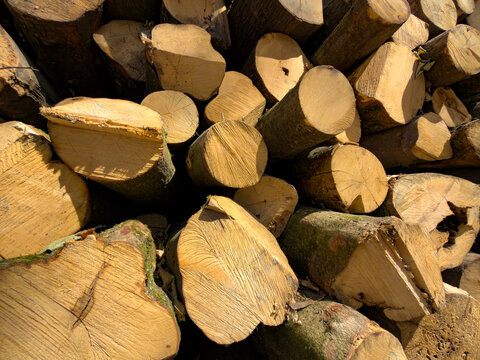 Detailed view of cut wood log ends. Multiple round timber cross sections display natural grain pattern and rough tree bark up close.