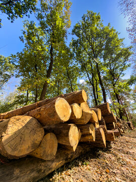 Low angle view of stacked tree trunks. Large harvested timber logs lie piled on dry ground beneath tall green trees under blue sky.