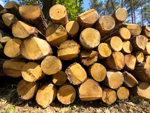 Stacked pine logs in woodland setting. Multiple round cut tree trunks are piled horizontally in sunny forest location.