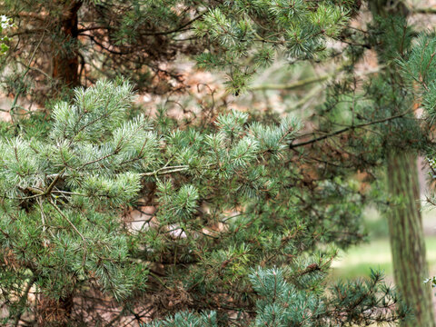 Branches de c&egrave;dre (Cedrus sp.) aux aiguilles persistantes vert bleut&eacute;, d&eacute;tail de conif&egrave;re