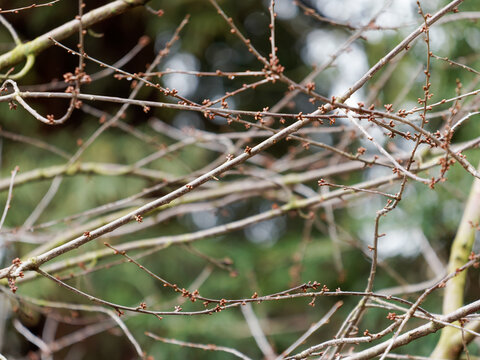 Rameaux d&rsquo;arbre couverts de bourgeons au d&eacute;but du printemps, reprise de la v&eacute;g&eacute;tation apr&egrave;s l&rsquo;hiver