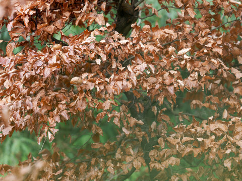 H&ecirc;tre commun (Fagus sylvatica) aux feuilles marcescentes brunes restant sur les branches en hiver