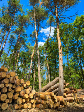 Large pile of cut wood logs below tall pine trees. Piled timber trunks rest on forest floor beneath tall green trees under blue sky.