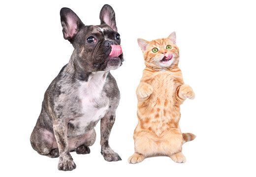 Cute French Bulldog and Scottish Straight cat standing on hind legs licking their lips isolated on white background
