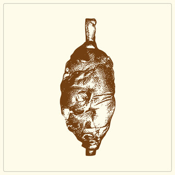 Antique style etching of a silkworm cocoon, the silky chrysalis casing where a moth pupates, rendered in warm sepia hatching. This rustic cocoon cutout suits natural history and craft themes.