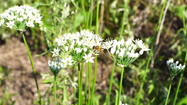 Honeybee Pollinating White Chive Flowers in a Sunny Green Garden