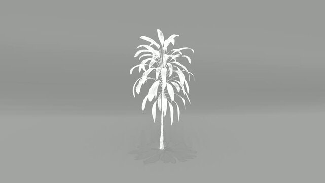 3D White Tropical Plant Model Isolated on Gray Background