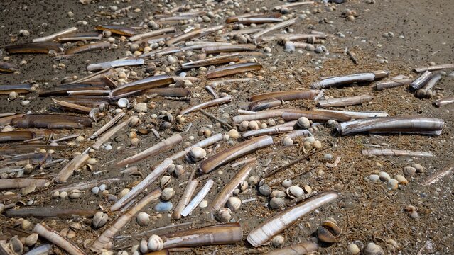Herzmuscheln und schwertf&ouml;rmige Scheidenmuscheln im Watt bei Sankt Peter-Ording