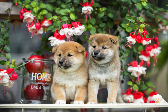 two red shiba inu puppies posing with fuschia flowers