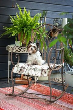 cute biewer terrier dog sitting on a rocking chair by the house