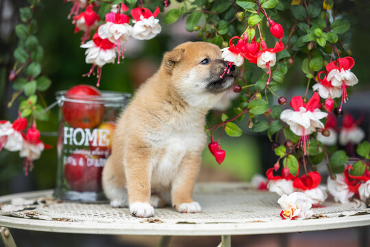 curious shiba inu puppy sniffing flowers outdoors