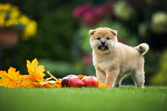 cute red shiba inu puppy posing outdoors in autumn