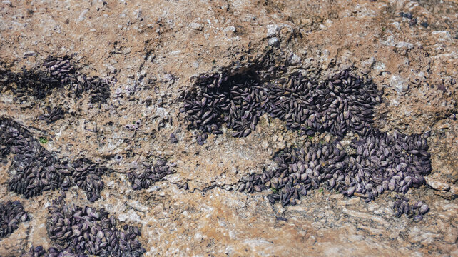 Rock surface covered with Giant Black Barnacle (Austromegabalanus nigrescens), showcasing natural texture, detail and pattern. Apo Island, Philippines