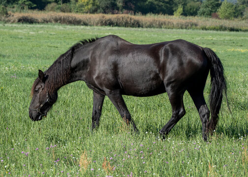 Black horse wearing a halter grazes on lush grass dotted with small purple and white flowers.