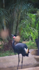 Fototapeta premium A black crowned crane (Balearica pavonina) standing elegantly among tropical greenery in the public bird sanctuary, Edward Youde Aviary located within Hong Kong Park