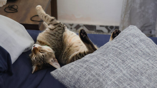A cat sleeping in a weird funny contorted pose on a bed, partially covered by a pillow. Candid daily home life with a pet