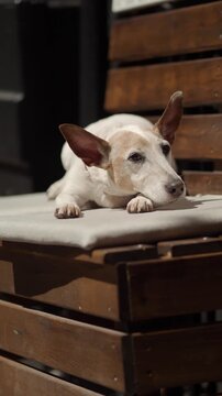 A small dog with white and brown fur and big ears lies on a wooden bench with a light gray cushion, slowly rising and looking around