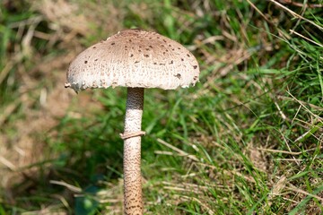 Close up of a parasol mushroom (macrolepiota procera) in a grassy meadow © tom