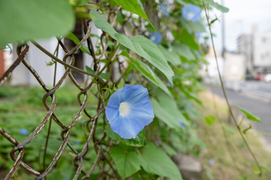 日本の広島県福山市の道端に咲く青い朝顔