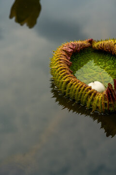 The rolled up prickly young leaves of Wanglian float on the water in the shadow of clouds